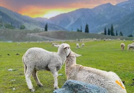 Chandigarh to Srinagar Gulmarg Pahalgam 7 Days Trip